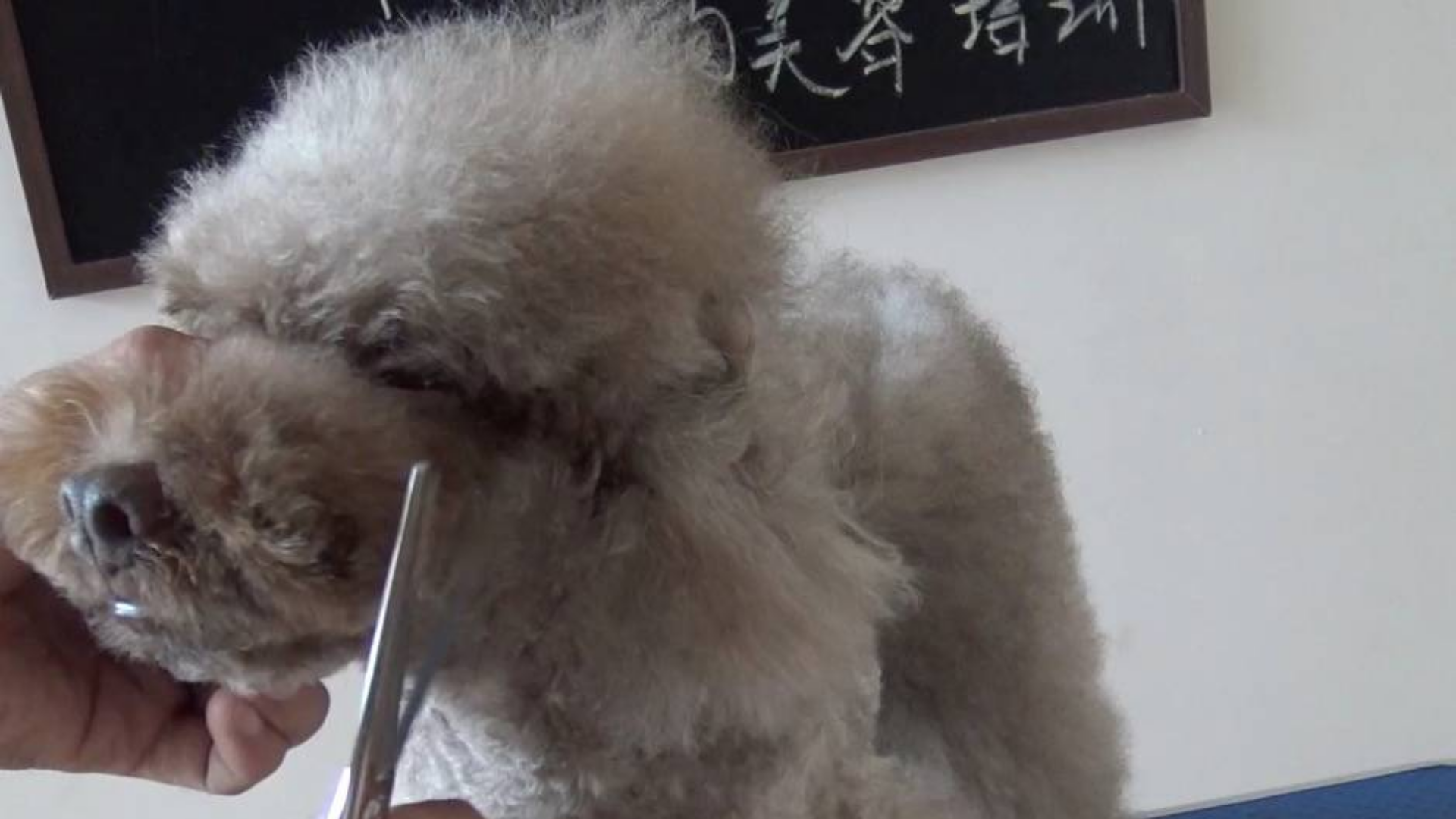 泰迪美容视频,泰迪美容教程,宠物美容师视频教学.